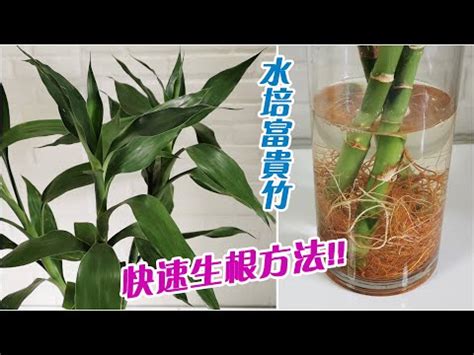 開運竹風水|【開運竹怎麼顧？】掌握生長習性，四季養出好風水 